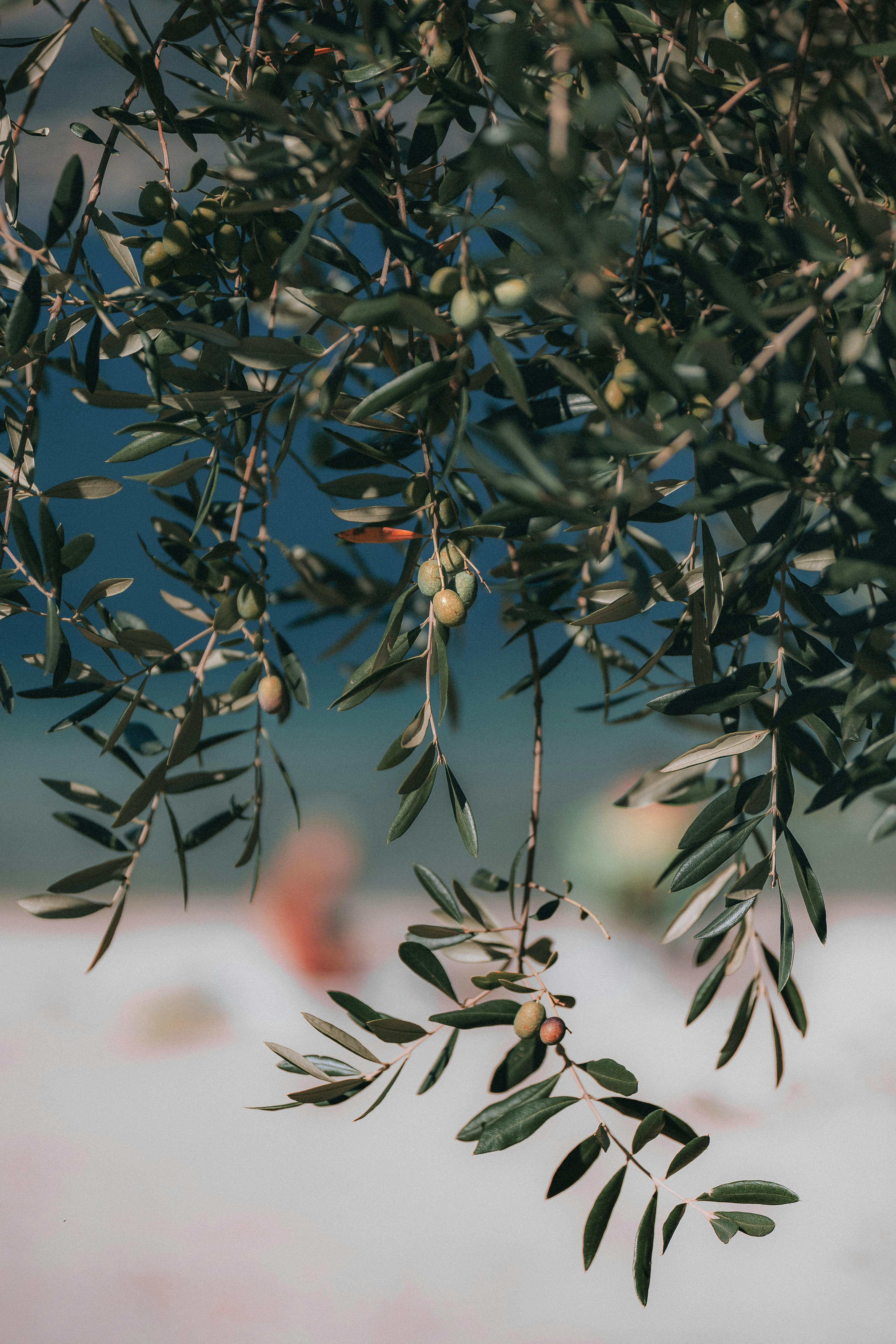 900 Free Olive Tree  Olives Images  Pixabay